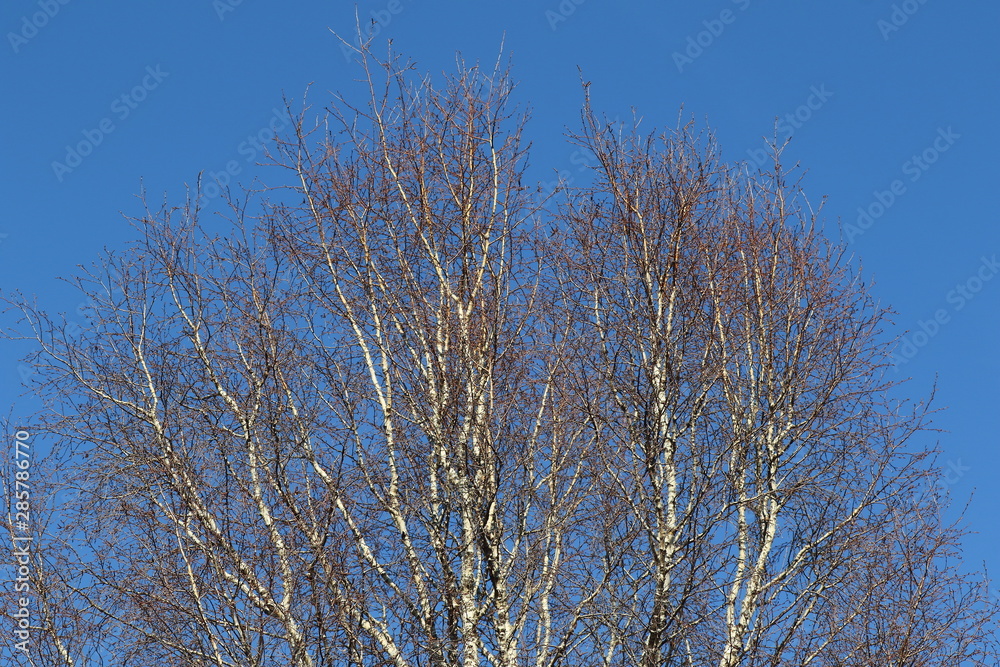 Background of the upper end of a birch tree Background of the upper end of a birch tree