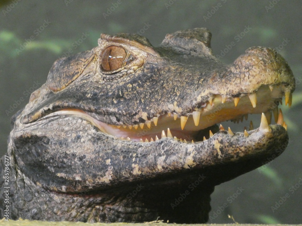 Obraz premium Cuvier's dwarf caiman