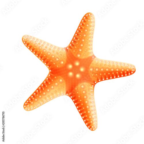 Red starfish on a white background, for decoration, vector.