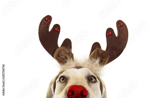 Stampa su tela Close-up labrador dog christmas reindeer antlers costume