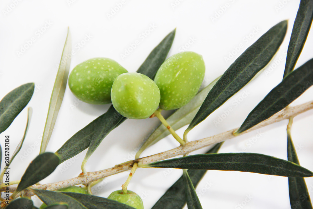 green natural fresh olives on branches with leaves green natural fresh olives on branches with leaves
