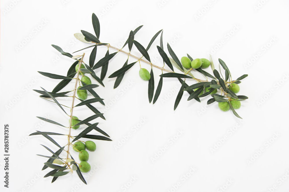 green natural fresh olives on branches with leaves green natural fresh olives on branches with leaves