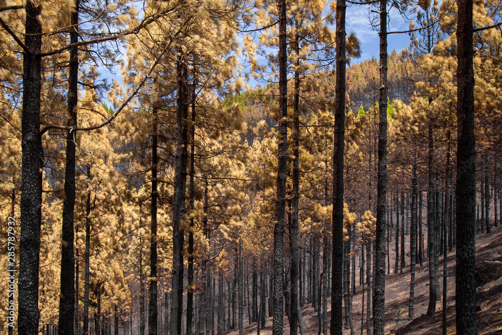 Fototapeta premium Gran Canaria after wild fire