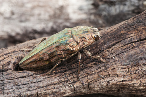 Chalcophora mariana flatheaded pine borer metallic-looking beetle whose larva devours dead and sick pines