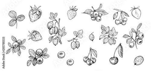 Set of outlines  berries. Hand drawn illustration converted to vector photo