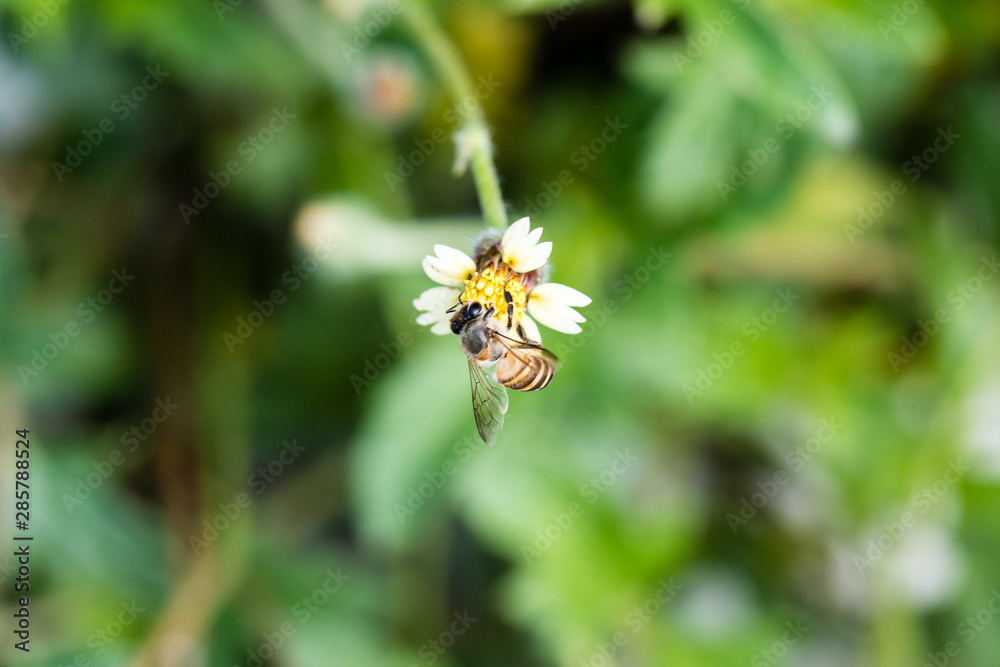 bee and grass flower 1 bee and grass flower 1