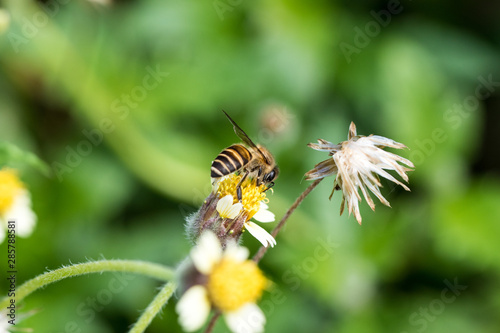 bee and grass flower 2 © azamshah72