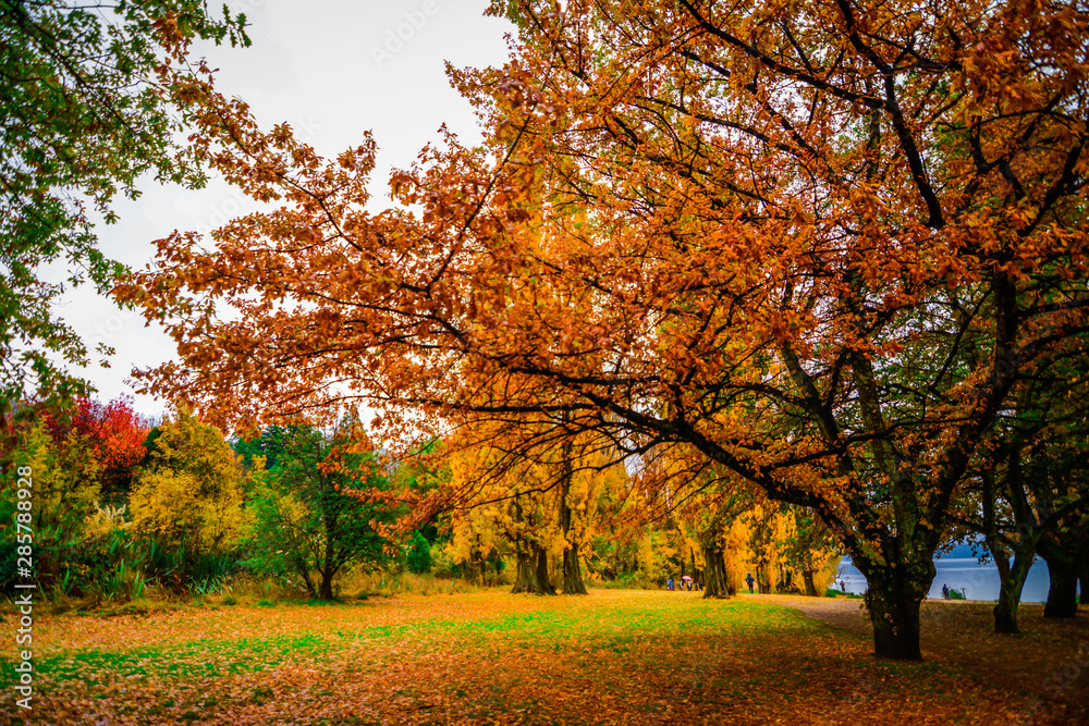 Autumn leaves in New Zealand