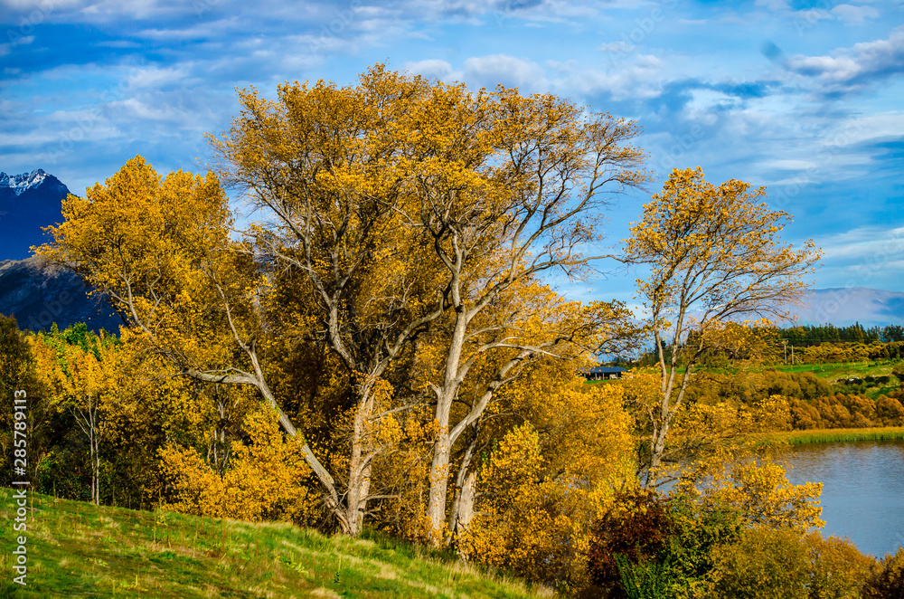Naklejka premium Autumn leaves in New Zealand