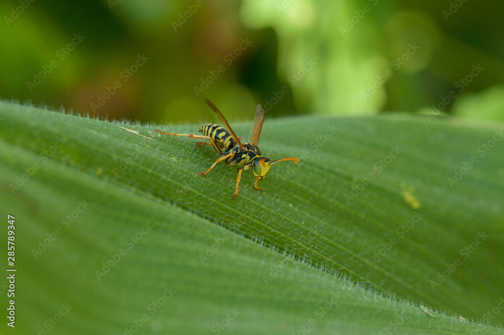 Wasp on the green leaf in nature.Insect Wasp on the green leaf in nature.Insect