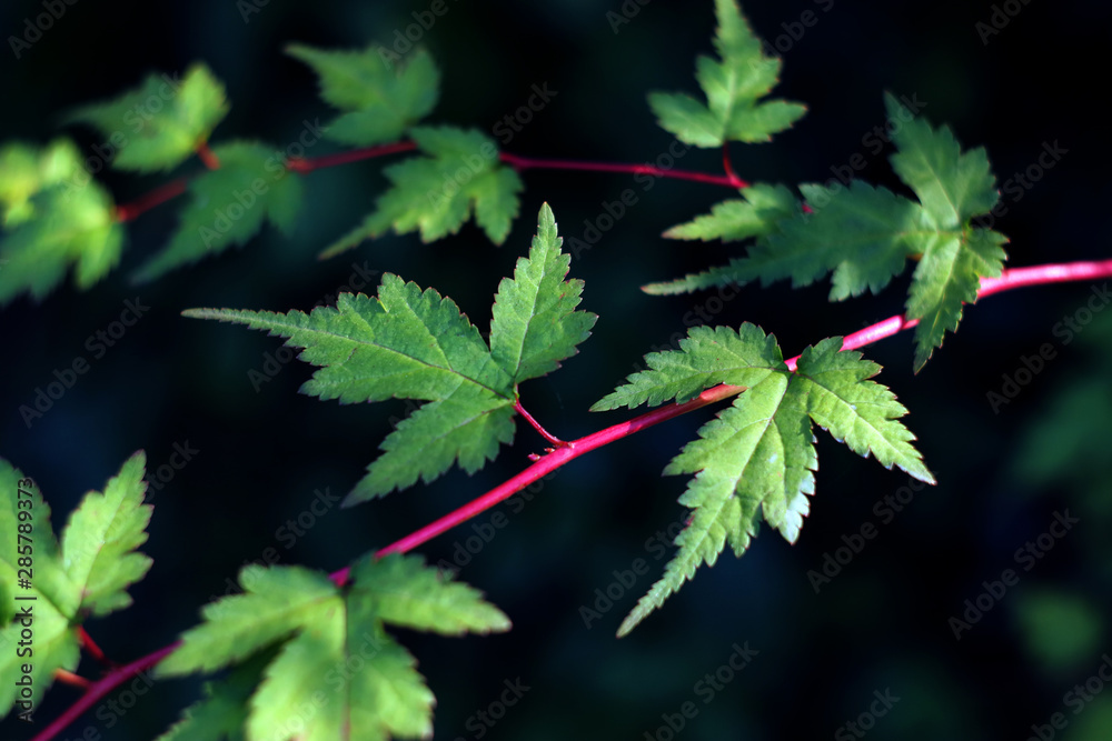 maple leaves maple leaves