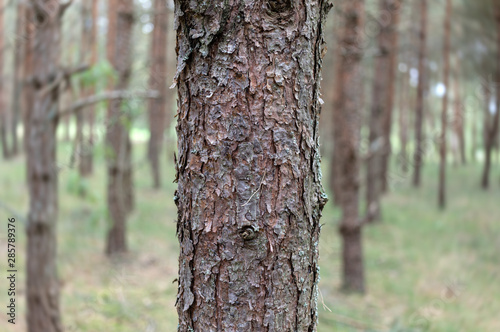 Fototapeta Naklejka Na Ścianę i Meble -  Pine trees in the forest.