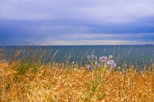 meadow grass by the sea
