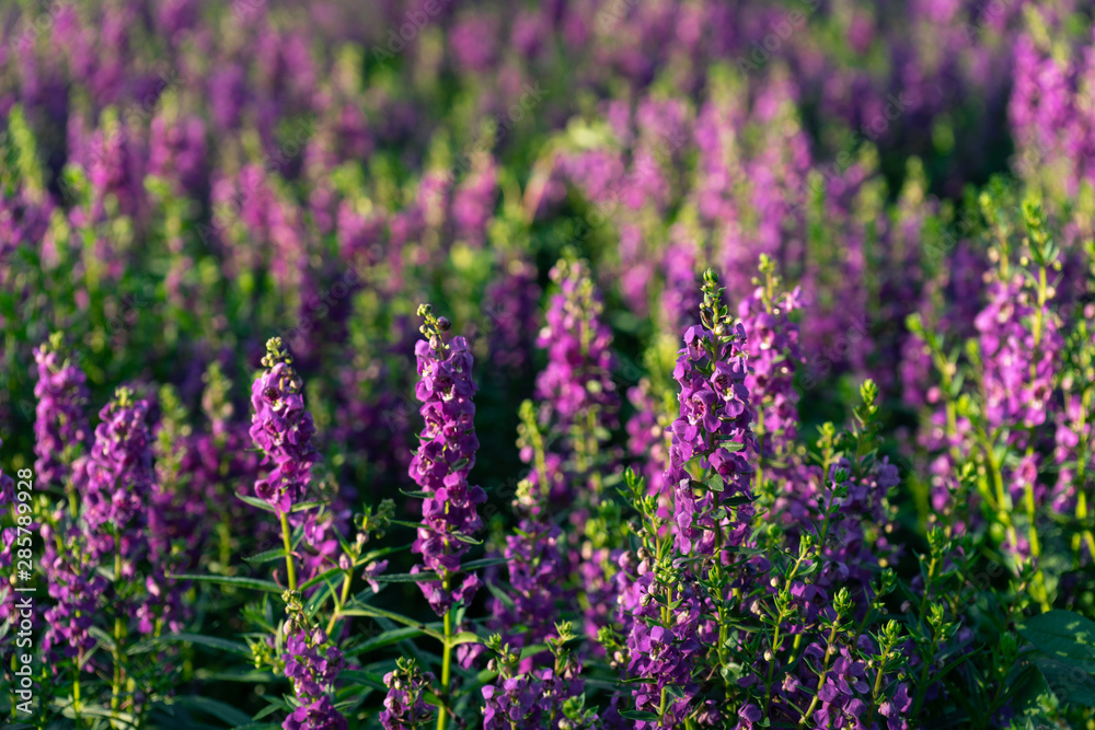 Naklejka premium Ornamental flower garden at backyard, natural home decoration