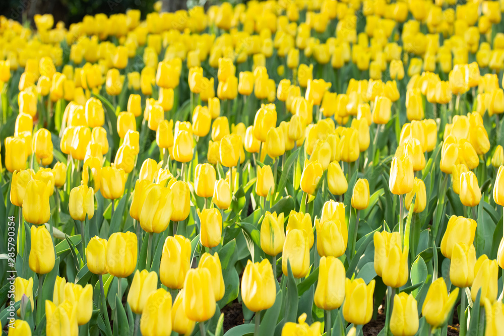 Field of yellow tulips in spring day. Colorful tulips flowers in spring blooming blossom garden. Field of yellow tulips in spring day. Colorful tulips flowers in spring blooming blossom garden.