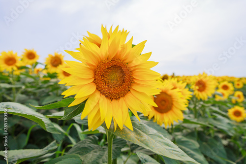 Sunflowers at fields in full bloom on summer daylight
