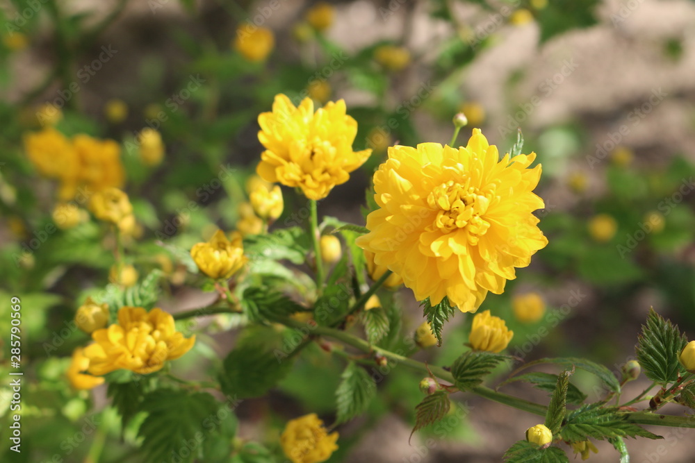 Yellow flowers bloomed on a flowerbed in a spring garden Yellow flowers bloomed on a flowerbed in a spring garden