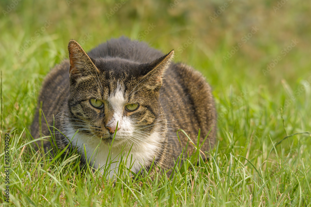 Eine Katze sitzt im Gras