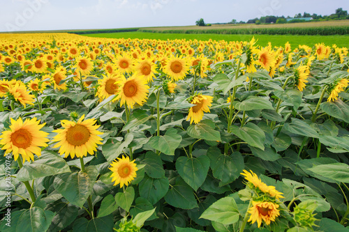 Fields of full bloom sunflowers at countryside