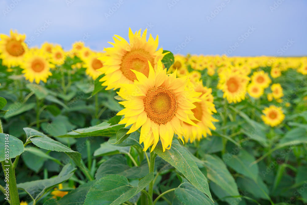 Sunflowers at fields in full bloom on summer daylight Sunflowers at fields in full bloom on summer daylight