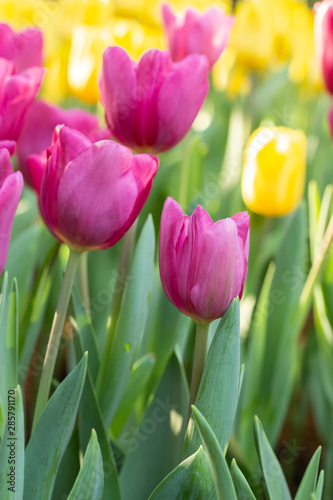 Field of pink and yellow tulips in spring day. Colorful tulips flowers in spring blooming blossom garden.