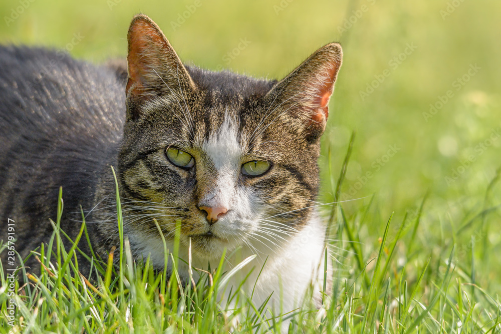 Eine Katze sitzt im Gras