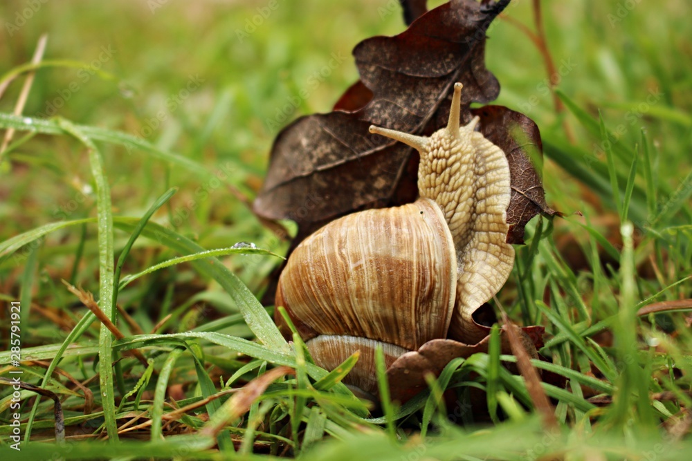 Ground snail crawling on green grass on a sunny summer day Ground snail crawling on green grass on a sunny summer day