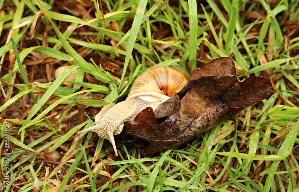 Ground snail crawling on green grass on a sunny summer day
