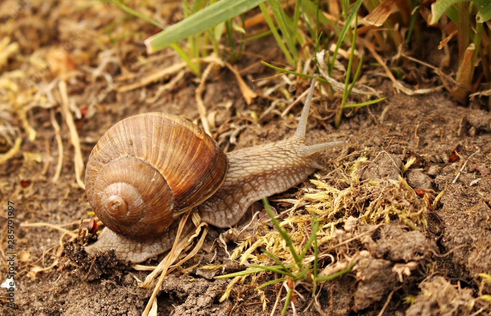 Ground snail crawling on green grass on a sunny summer day Ground snail crawling on green grass on a sunny summer day