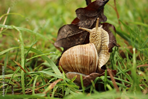 Ground snail crawling on green grass on a sunny summer day