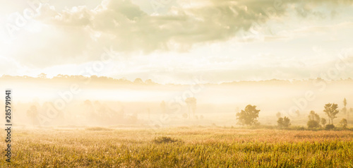 Fototapeta Naklejka Na Ścianę i Meble -  Panoramic landscape of grassland in the morning mist.