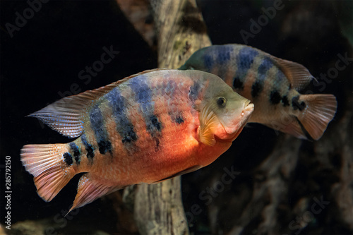 Beautiful aquarium fish cichlasoma bocourti, neetroplus bocourti, herichthys bocourti