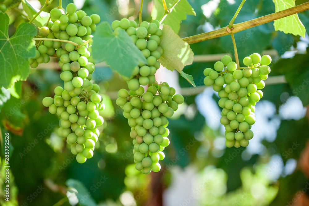 Close up Bunch of fresh green grapes on the vine with green leaves in vineyard. Close up Bunch of fresh green grapes on the vine with green leaves in vineyard.