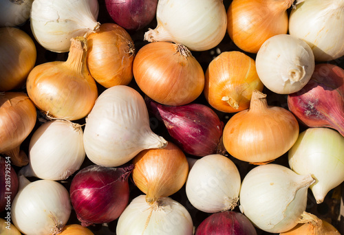 Multicolor onion. Harvest root crops. Red, yellow and white vegetable. Variegated bow - plant background.