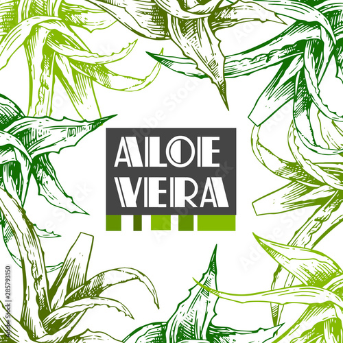 Aloe vera sketch vector illustration. Hand drawn style.