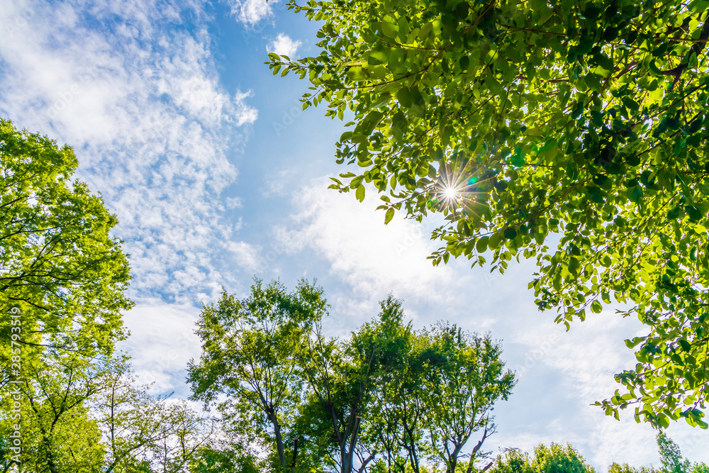 Obraz premium 青空と新緑の木