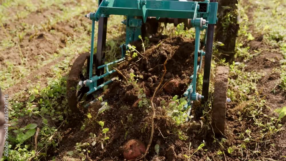 The process of digging potatoes using a hand tractor. Equipment for digging potatoes. Motor-block with a potato digger. The process of digging potatoes using a hand tractor. Equipment for digging potatoes. Motor-block with a potato digger.