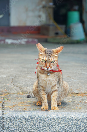 Cat at cat village in new taipei city. photo