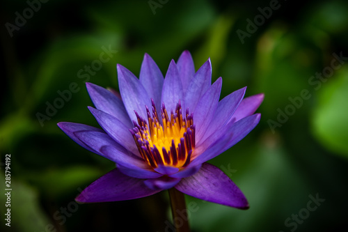 Lily Purple Lotus Flower in the Water
