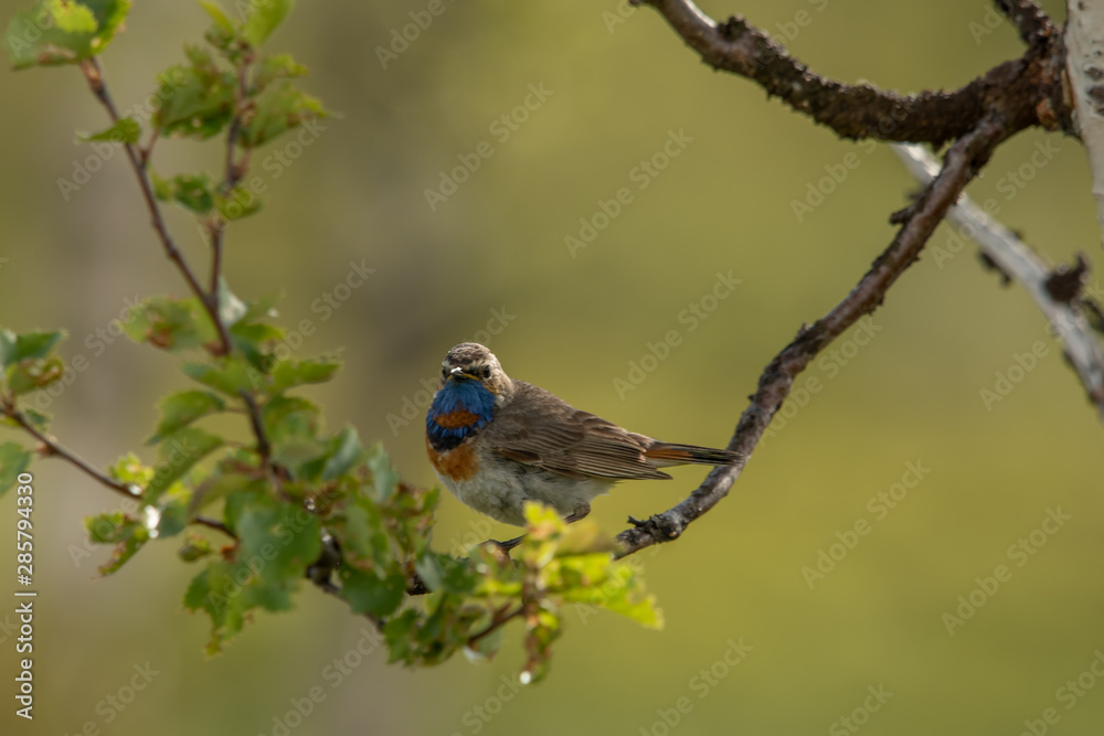 Bluethroat