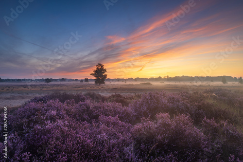 Colorful sunrise over the Dutch heath landscape with flowering heather. Drenthe, the Netherlands.