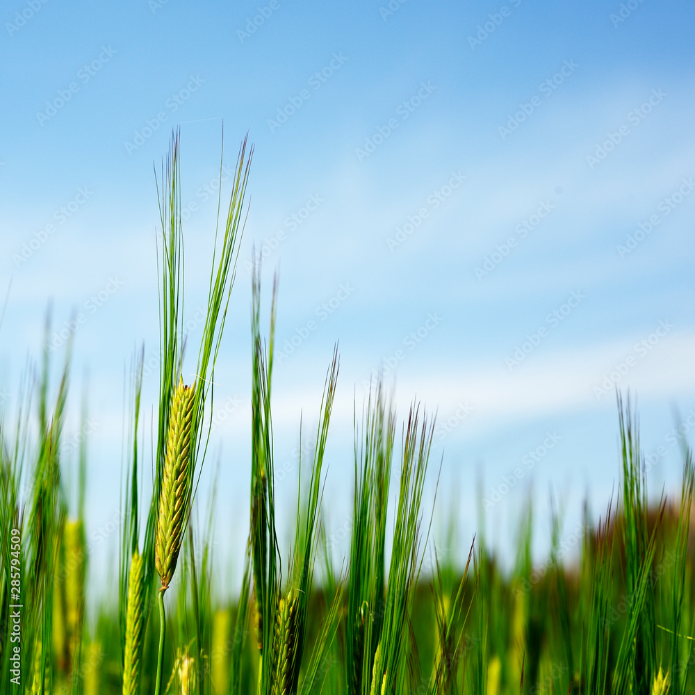 Obraz premium green wheat field under blue sky in summer