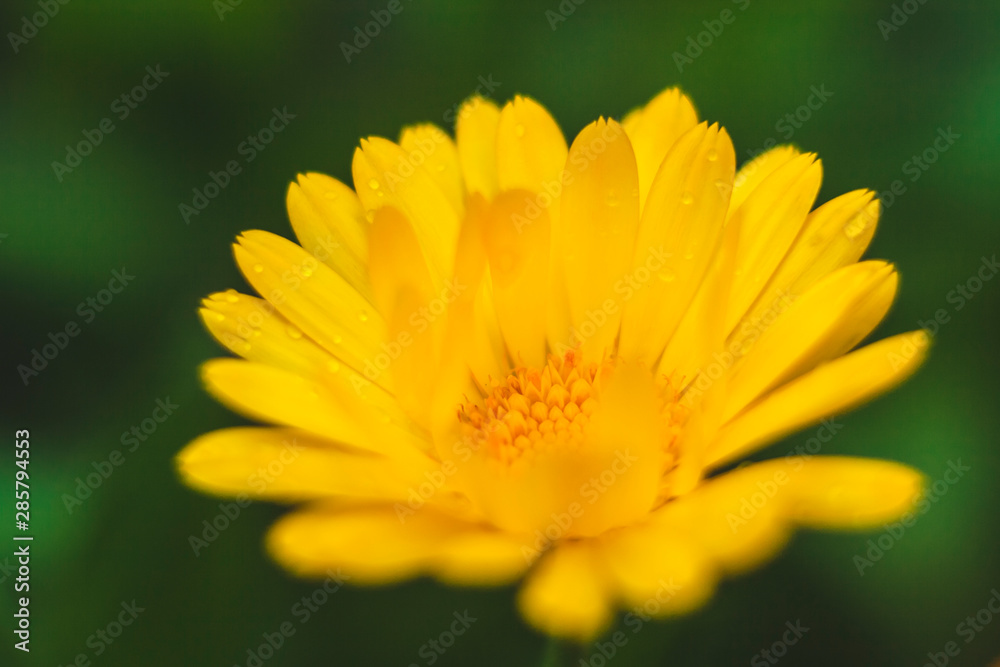 beautiful wild flowers giving the summer heat beautiful wild flowers giving the summer heat