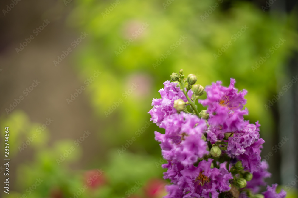 pink Purple crape myrtle in the garden pink Purple crape myrtle in the garden
