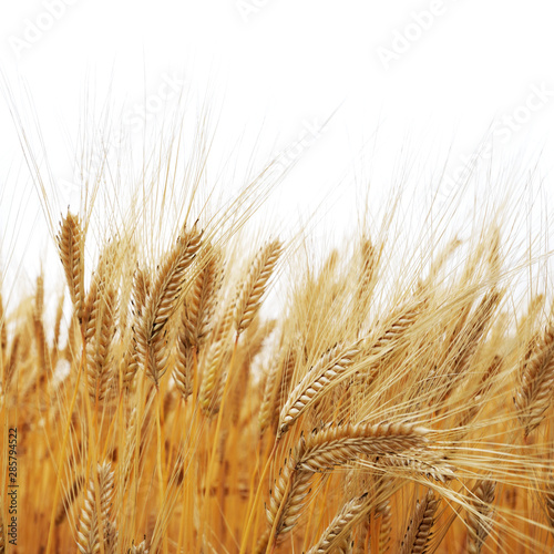 wheat field in autumn