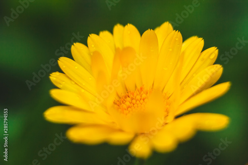 beautiful wild flowers giving the summer heat