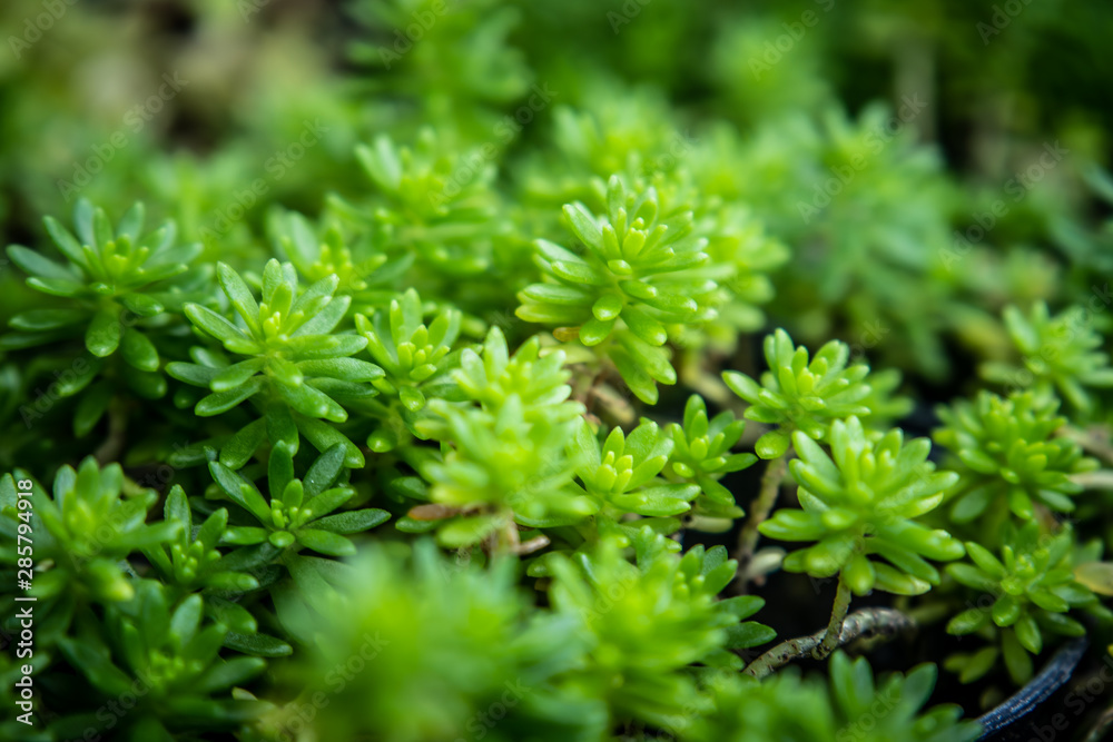 the Juniper Needles in the garden shop the Juniper Needles in the garden shop