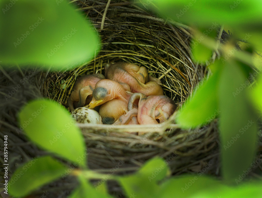 Little birds in a nest in the bushes. Little birds in a nest in the bushes.