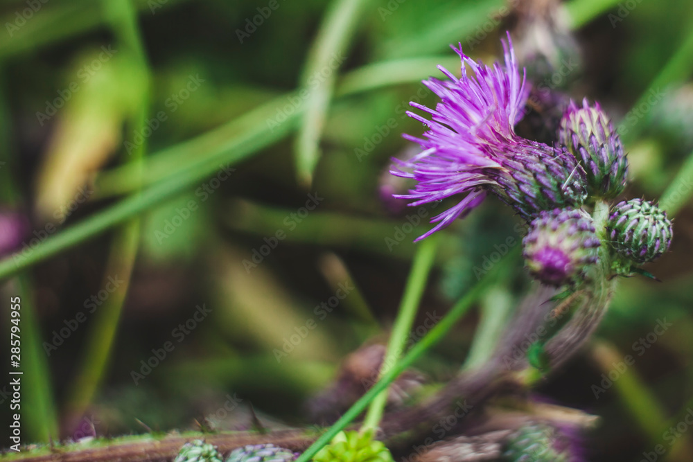beautiful purple burdock wild flowers in the summer beautiful purple burdock wild flowers in the summer