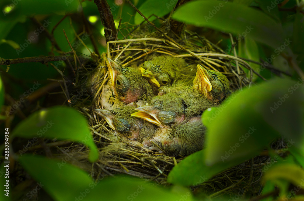 Little birds in a nest with open beaks in the bushes.